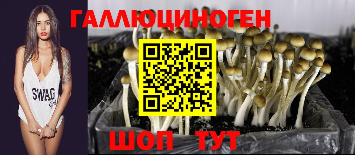 Галлюциногенные грибы Psilocybine cubensis Коряжма